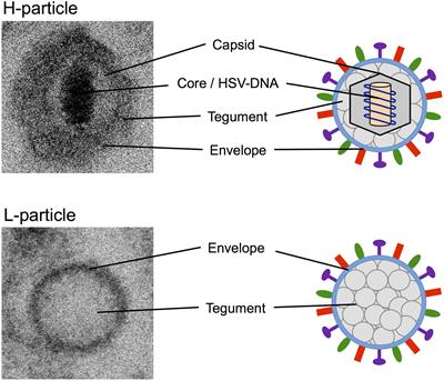 Frontiers | Role Of L-Particles During Herpes Simplex Virus Infection